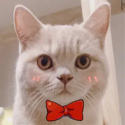 养猫少女小兔糖的个人空间_哔哩哔哩_bilibili