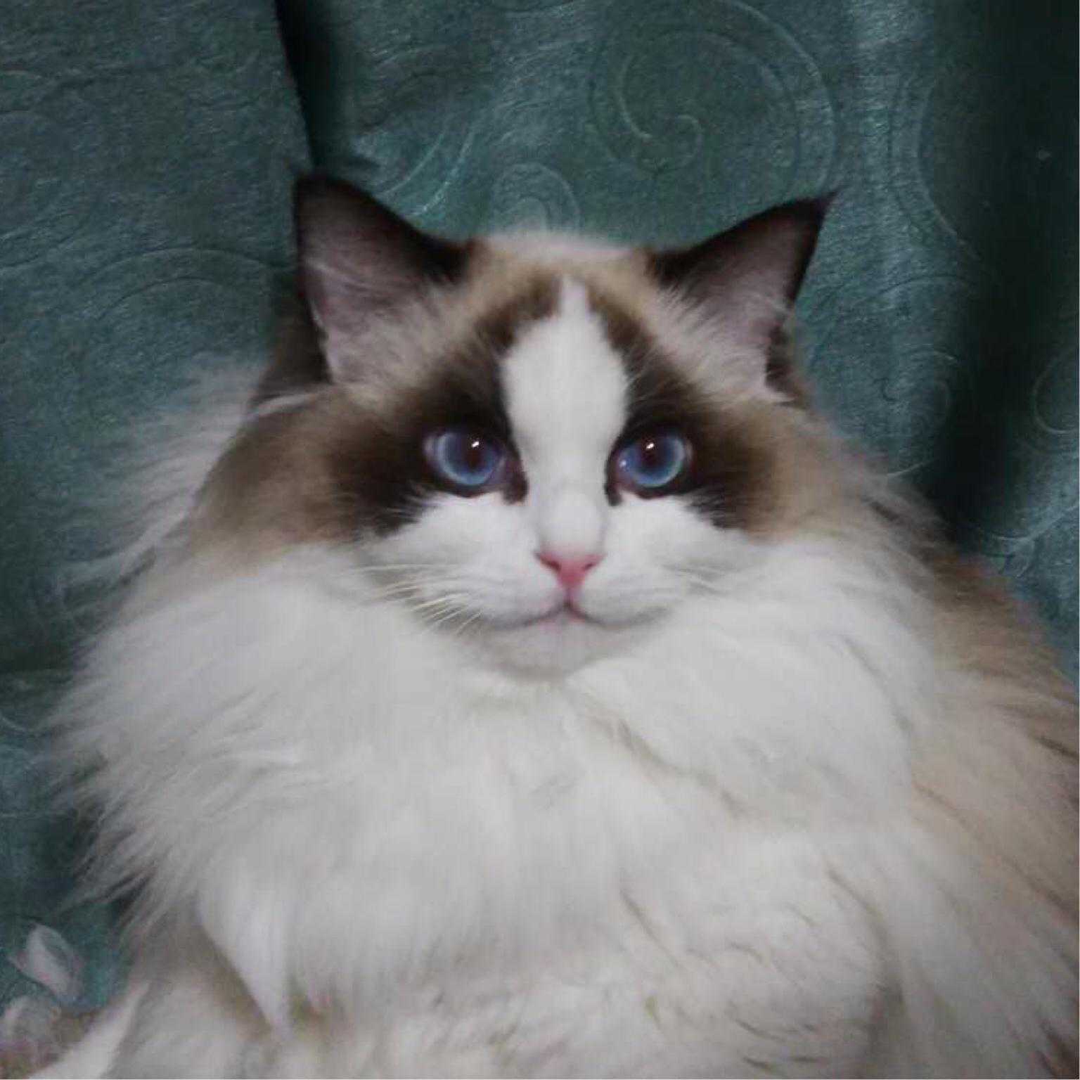 布尔玛布偶猫舍