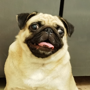 【巴哥】傻憨憨日常|可爱猪|真猪无疑