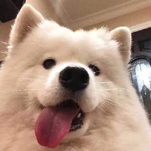 搞点云南白药