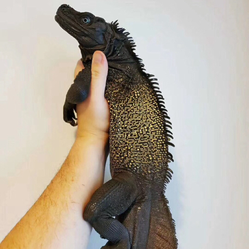 y字守宫 便宜货