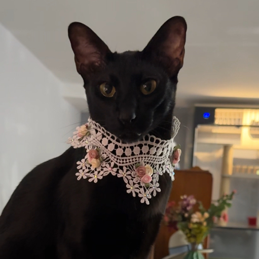 家有猫三宝