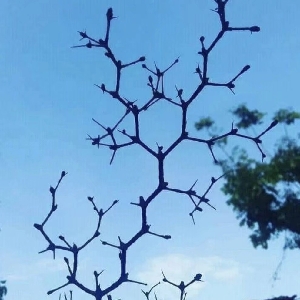 甲基橙-MethylOrange