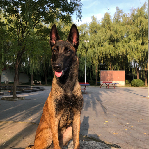 警犬,无言的战友,万能工作犬马犬的服从真给力