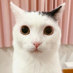 归头猫