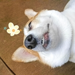 泡厨房的顾小胖