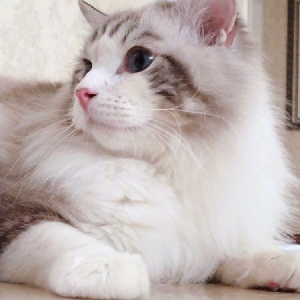 放置奇兵幻境之塔阵容搭配攻略