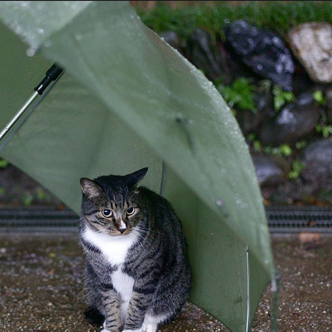猫傲娆