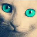 猫夜叉的个人空间 哔哩哔哩 Bilibili