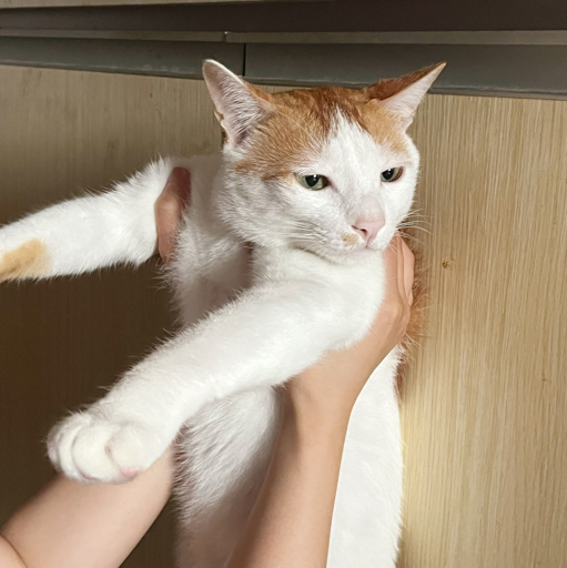 -青简
