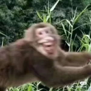 钚氚苦茶梓