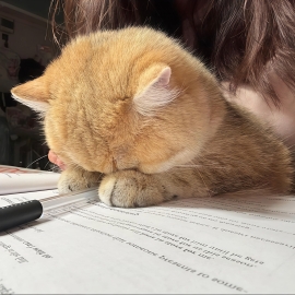 喵啊呜啊呜呜
