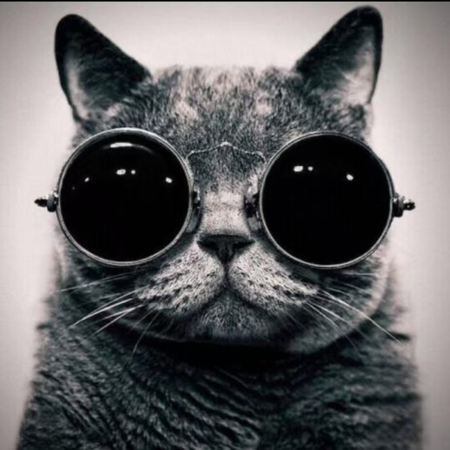 招财的老猫-btc