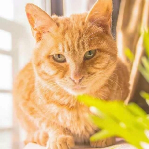 【猫神教】猫神辣椒酱的过去