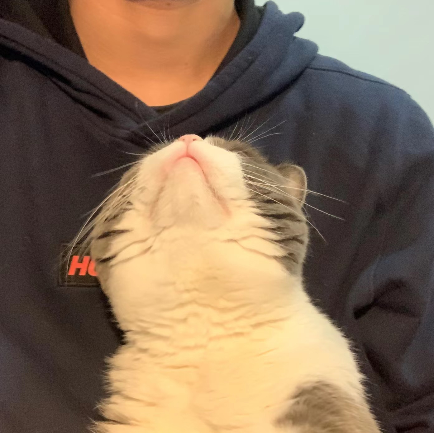 焦哔哔