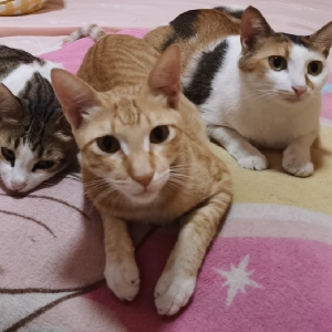 养猫生活