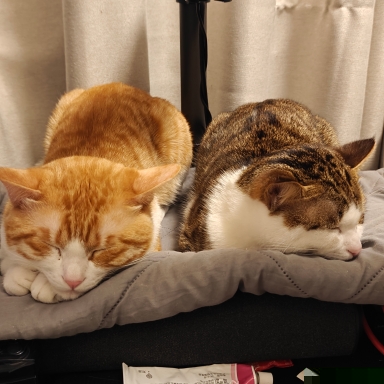 管道中的猫