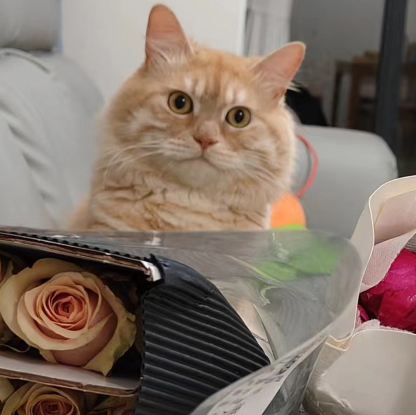 咚咚锵是只猫