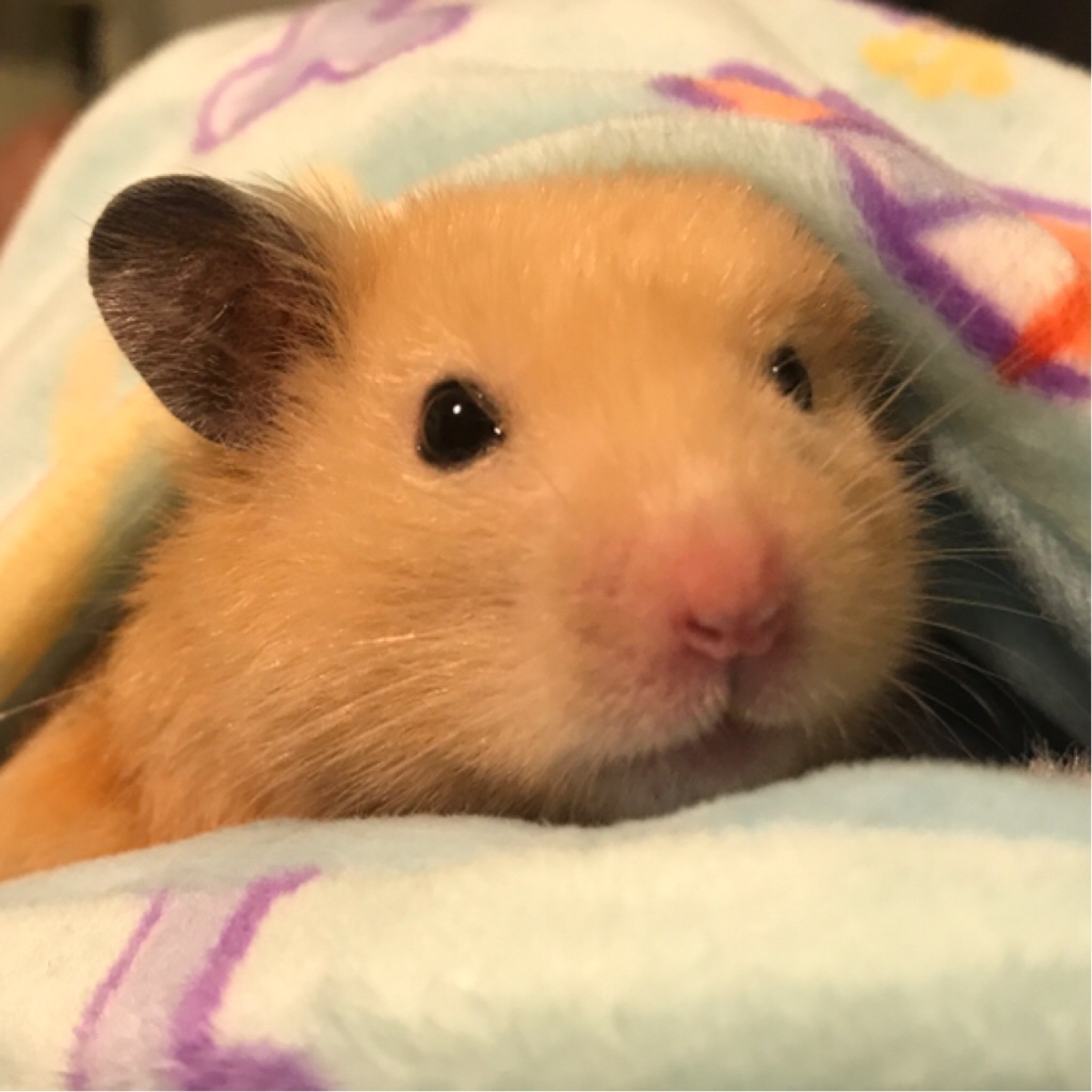 【仓猪】vlog#3 英国皇家植物园一日漫游 royal botanic gardens, kew