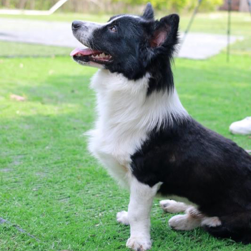 茶茶是边基和小白茶茶一起吃吃早餐吧