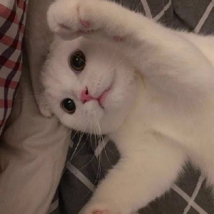 七个七个七