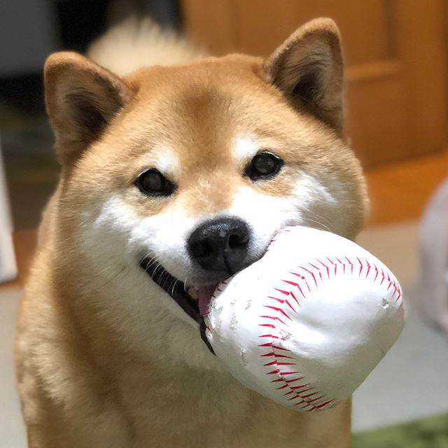 柴犬maru