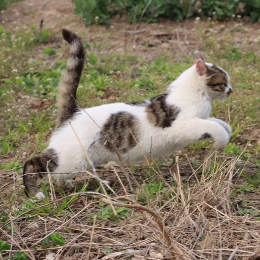 刷题男孩毛娃儿