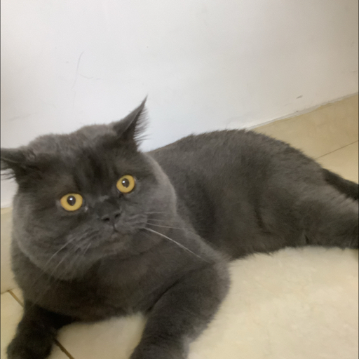 猫咪腿-