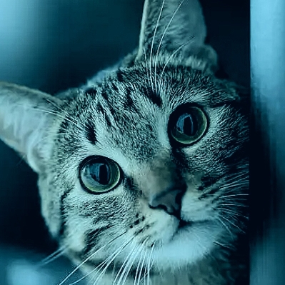 社长肥猫