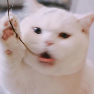 尔尔在读博