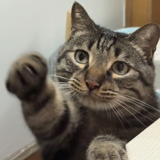 馋猫李阿豹