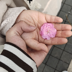 手法羡