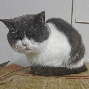 不服气的臭臭