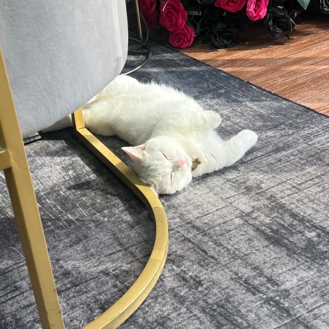 一二一小芳