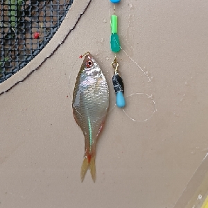 黄金小菜一碟