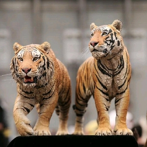 动物gk模型我制作的孟加拉虎玛琪莉涂装上色过程随拍