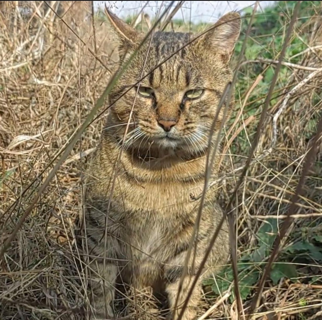 憨pig猫