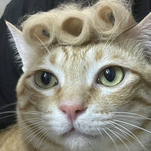旋转的橘猫