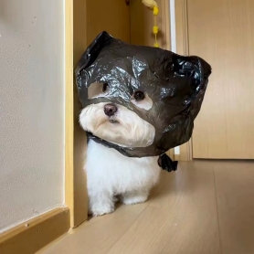 暖初吖゛
