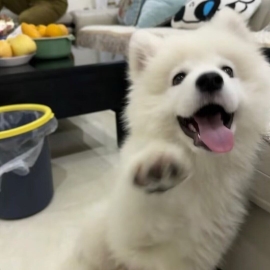 狗胜信息通信