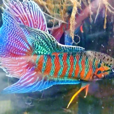 冰镇板蓝根超好喝