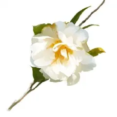 虹色花的个人空间 哔哩哔哩 Bilibili