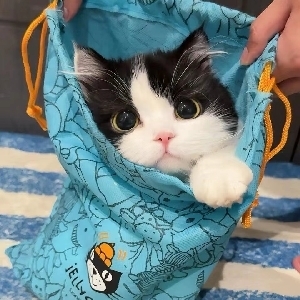 沐沐酱是只猫's avatar