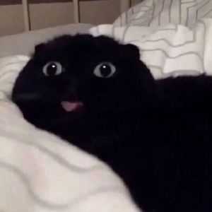 逆砜丶
