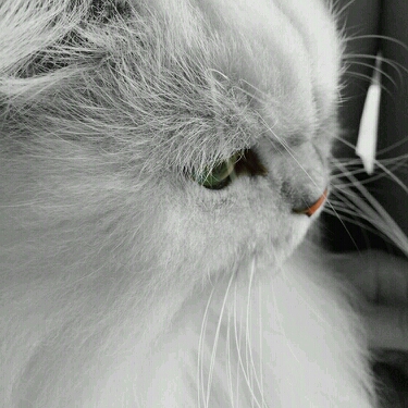 美国华裔少年sean lew 中文名廖卓龙编舞作品