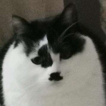 猛牛救黑猫