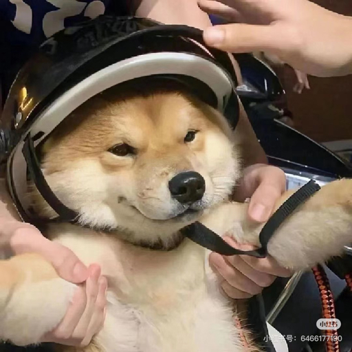 程序猿阿圆