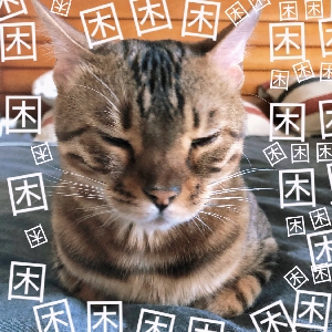 阿羡最最甜