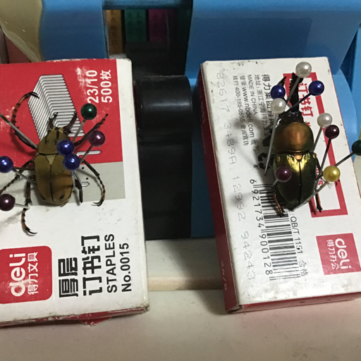 波丽菲梦斯花金龟