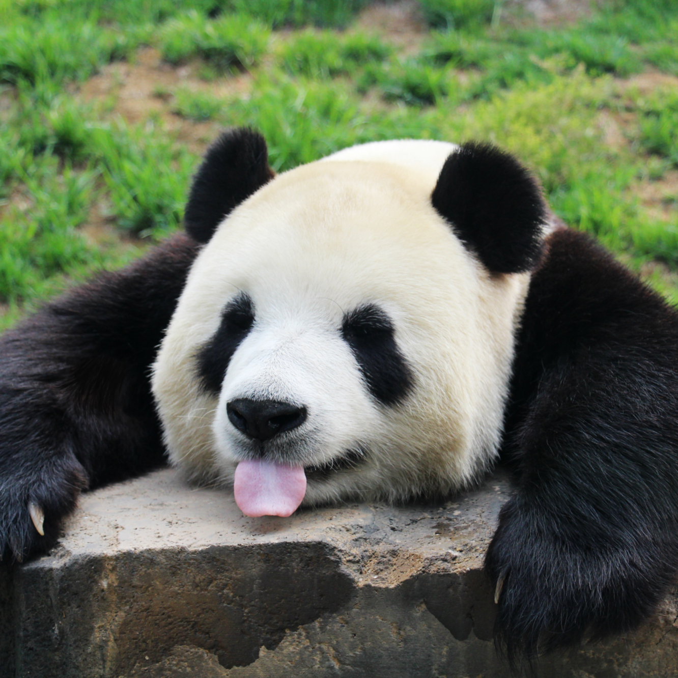 【熊猫】妙音:刚知道下雪的时候 我是拒绝出门的……然后……我一定是